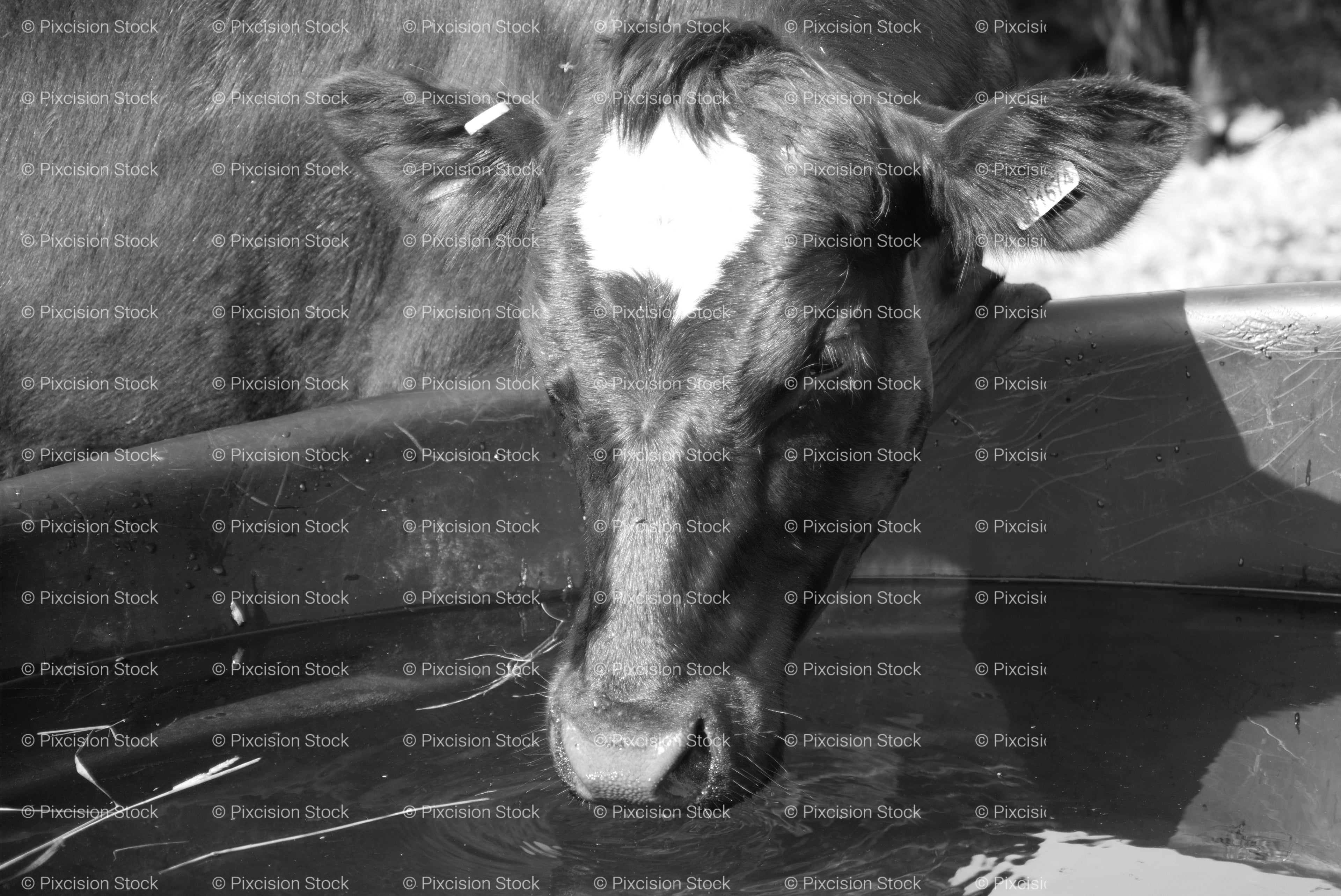 Cow with a White Forehead Marking Looking Over a Fence (Monochrome)