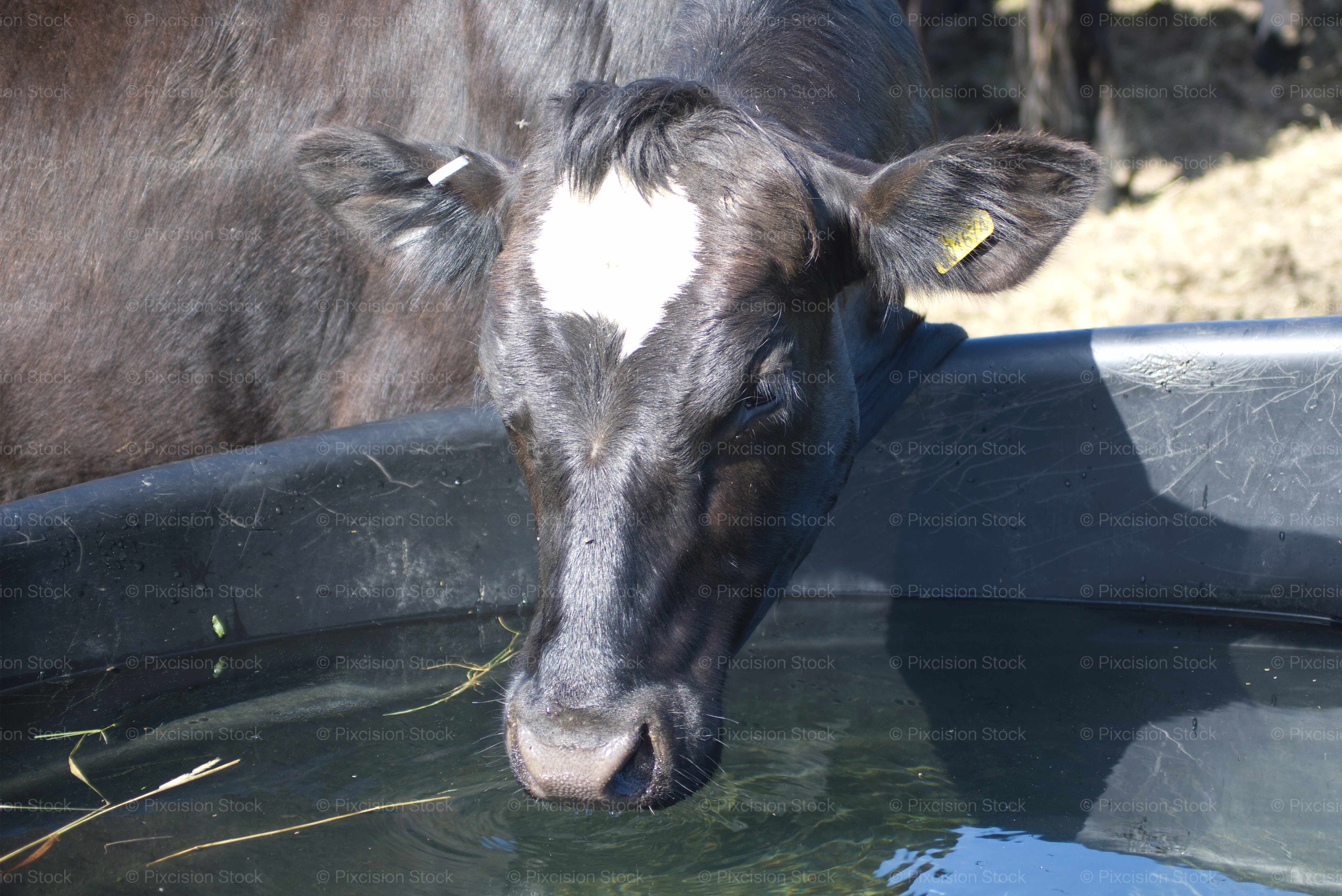 Cow with a White Forehead Marking Looking Over a Fence