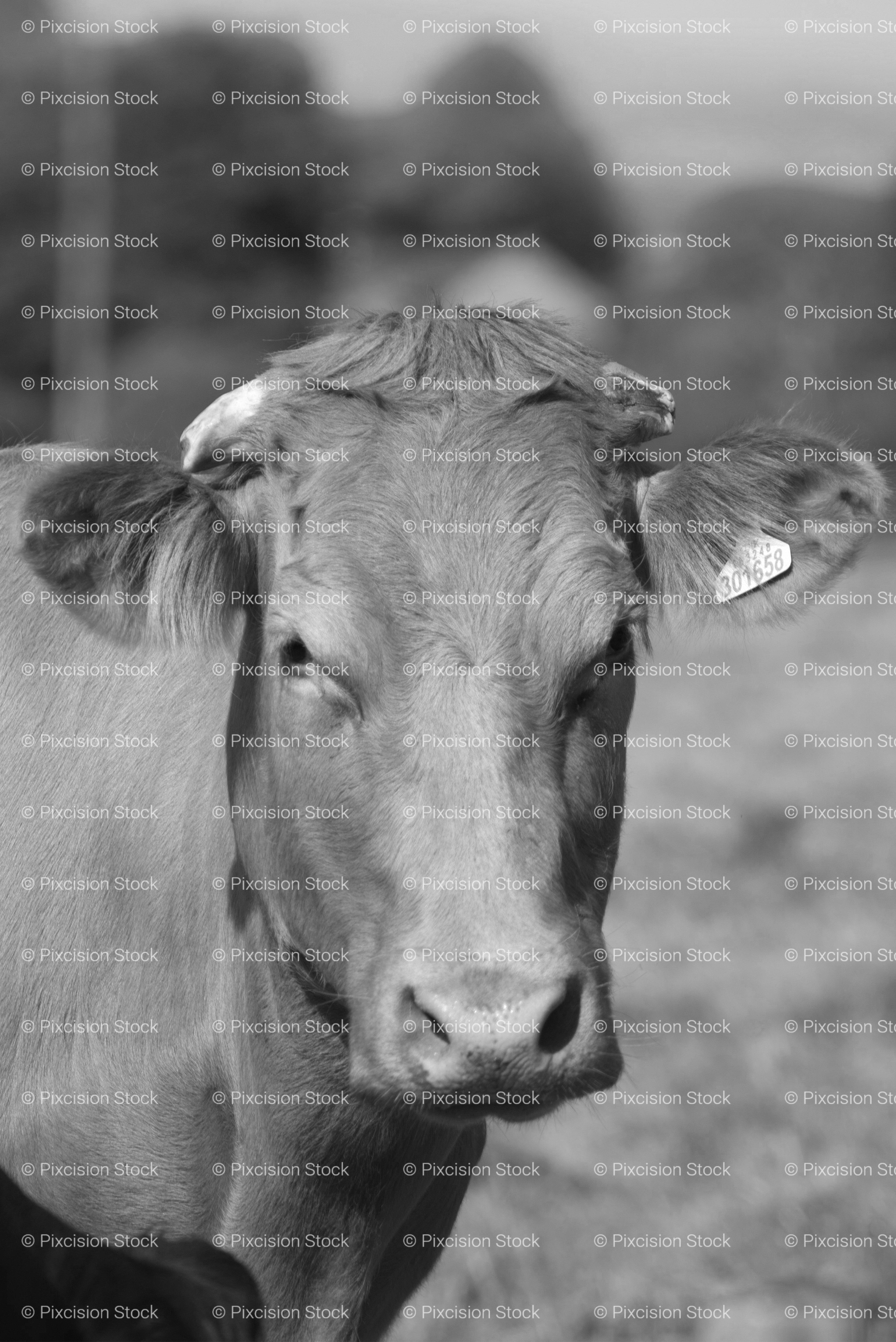 Vertical Profile of a Cow Looking Directly at the Camera (Monochrome)