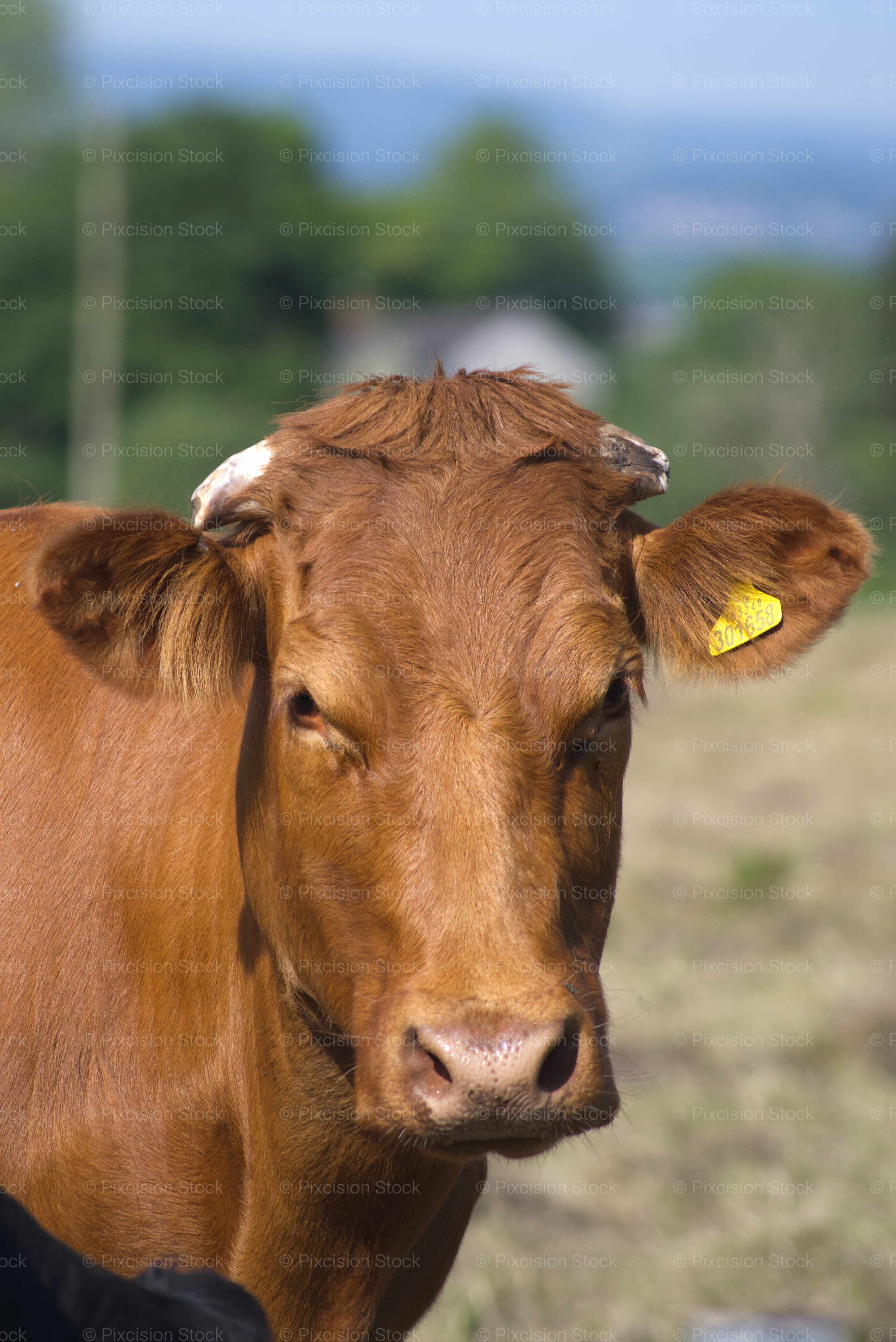 Vertical Profile of a Cow Looking Directly at the Camera