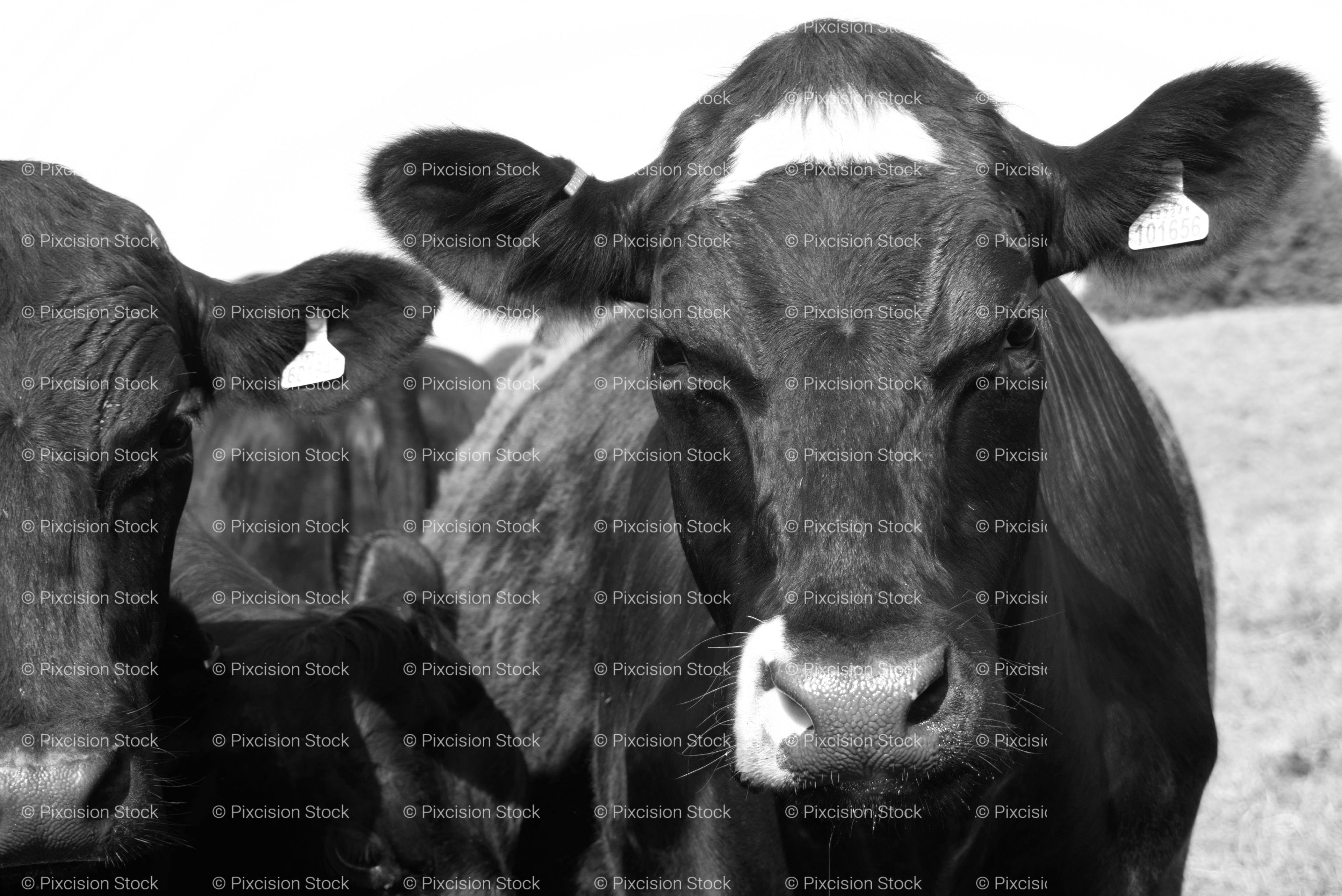 Frontal Close-Up of a Dark Cow with Large Ears (Monochrome)