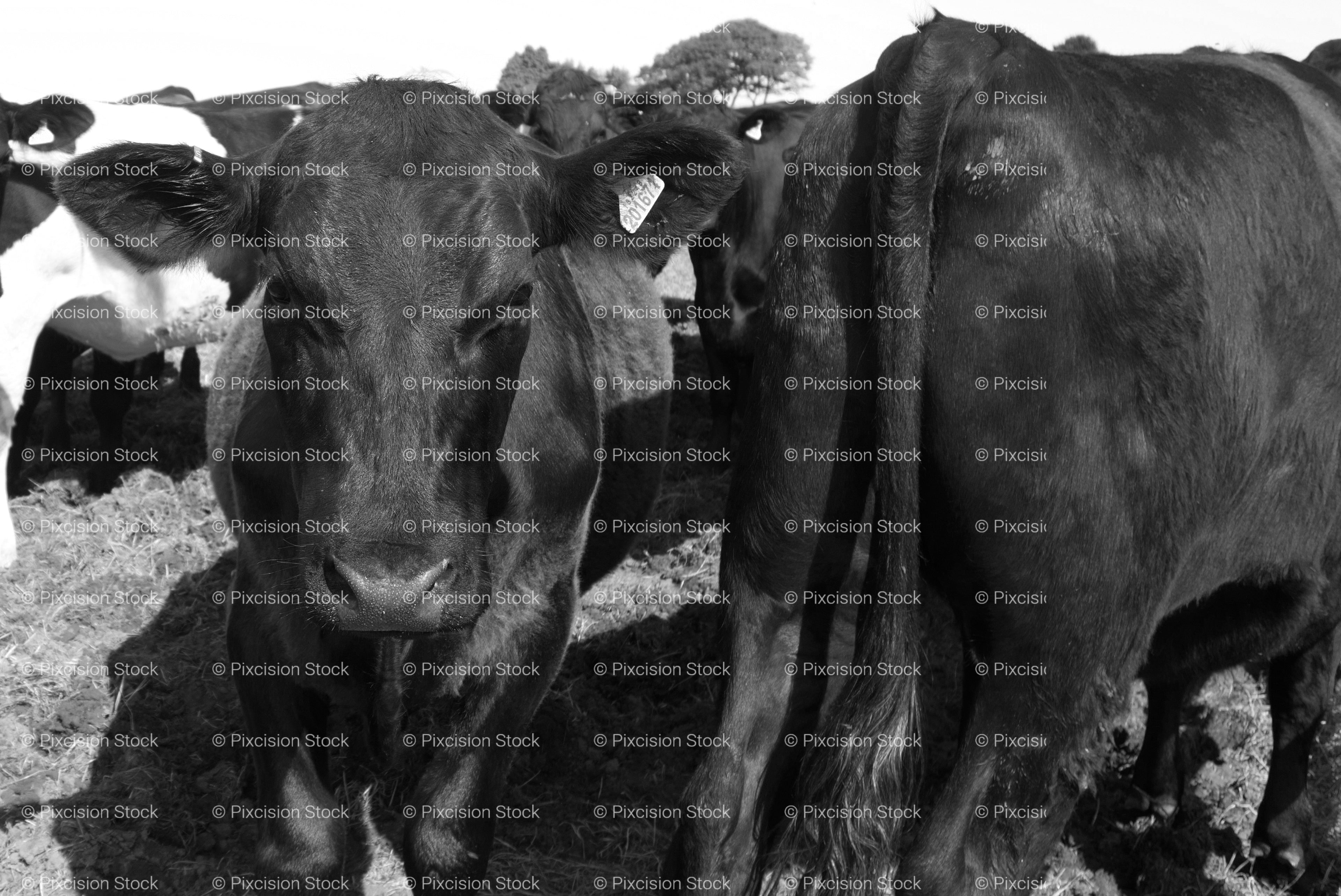 Two Dark-Furred Cows Standing Side-by-Side in a Pasture (Monochrome)
