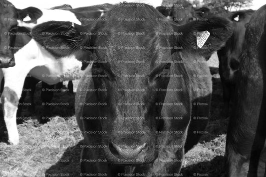 Close-Up Headshot of a Black Cow Facing Forward (Monochrome) - Stock Video