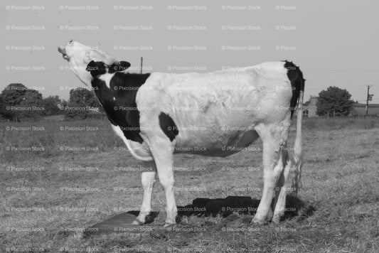Profile View of a Spotted Holstein Cow Standing in a Field (Monochrome) - Stock Video