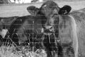 Dark Cow Lying Down in Tall Grass Behind a Wire Fence (Monochrome)
