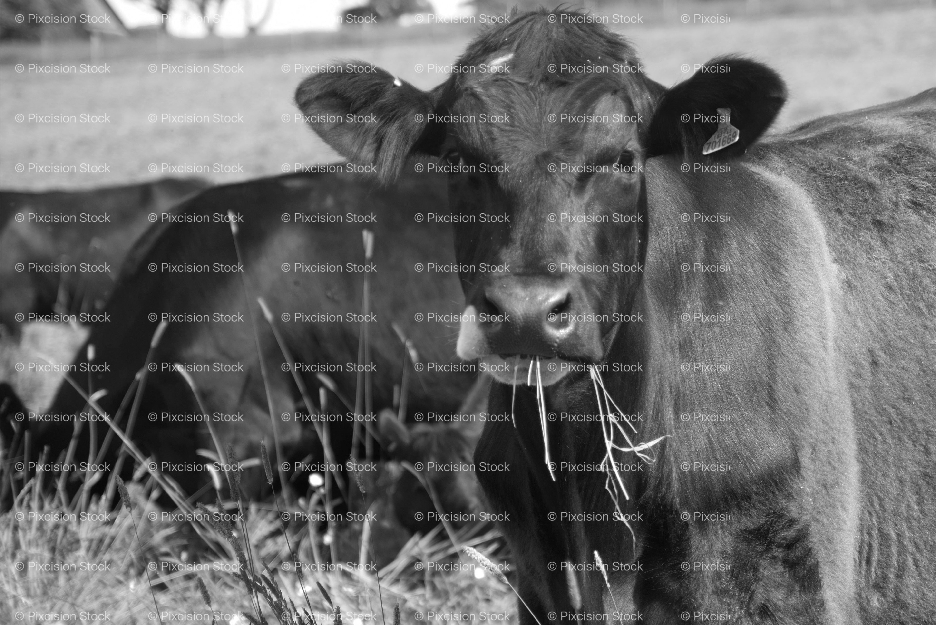 Dark Cow Lying Down in Tall Grass Behind a Wire Fence (Monochrome)