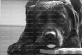 Close-Up Portrait of a Black Labrador Resting Its Head (Monochrome)