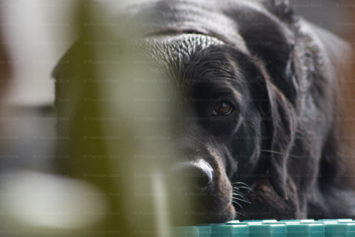 Black Labrador Close-Up Portrait – Stock Photo - Stock Video