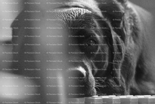 Black Labrador Close-Up Portrait – Stock Photo