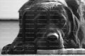 Black Labrador Retriever Resting Its Head flat on a Surface (Monochrome)