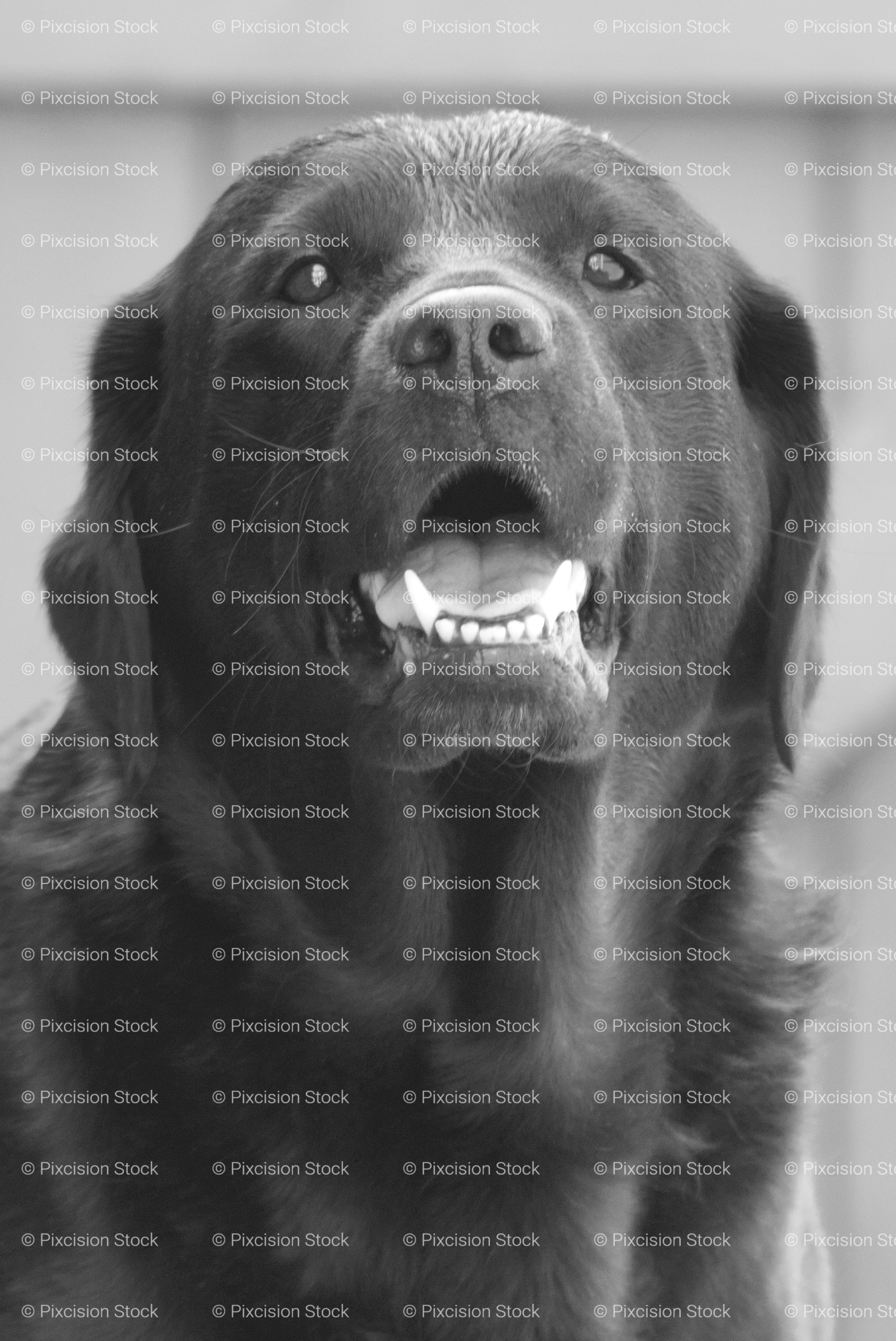 Close-Up Portrait of a Black Labrador with an Open Mouth (Monochrome)