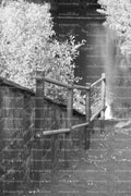 Vertical View of an Outdoor Staircase or Ramp Next to Overgrowth (Monochrome)