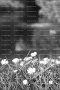 Close-Up View of Small Flowers Blooming Along a Riverbank (Monochrome)