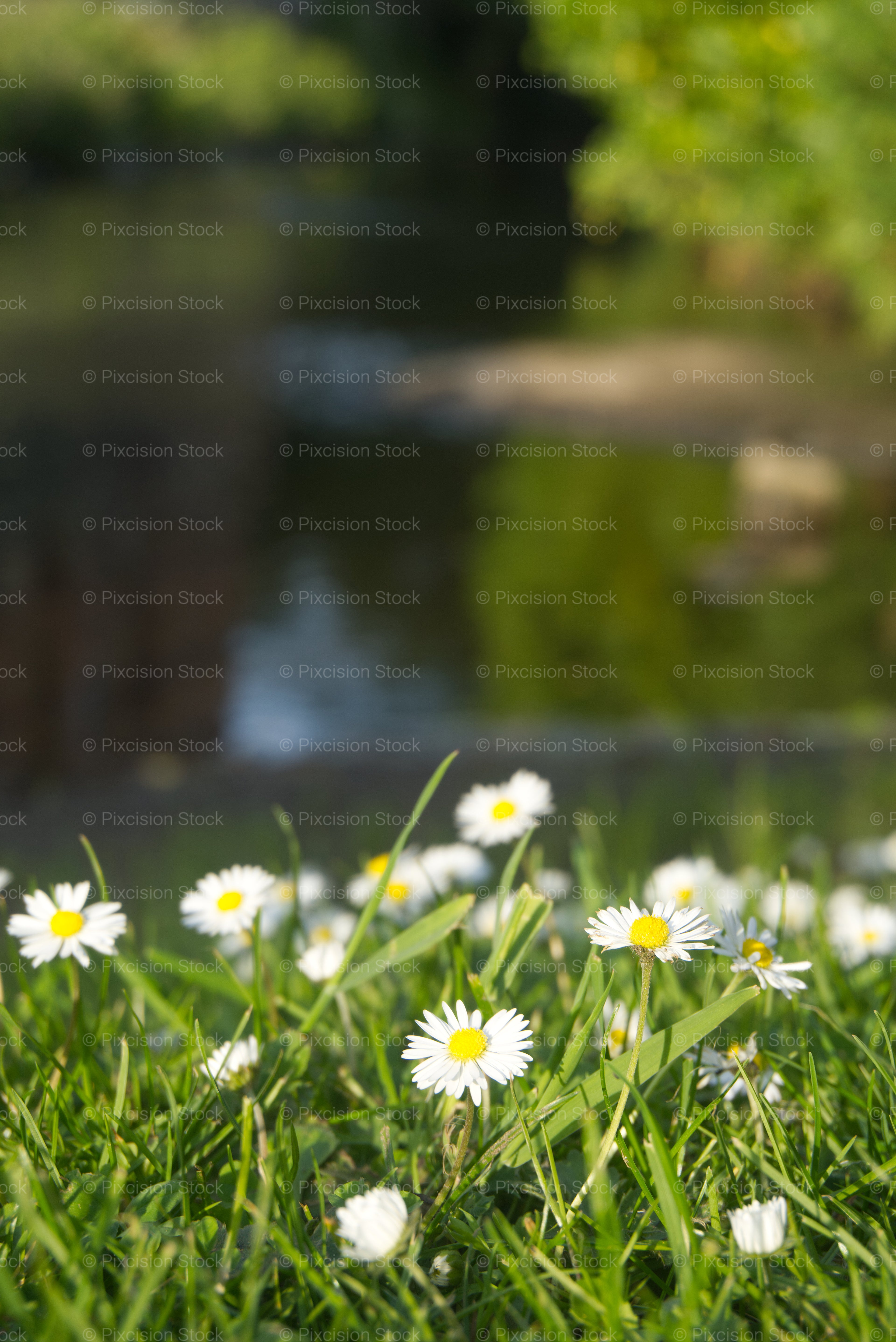 Close-Up View of Small Flowers Blooming Along a Riverbank