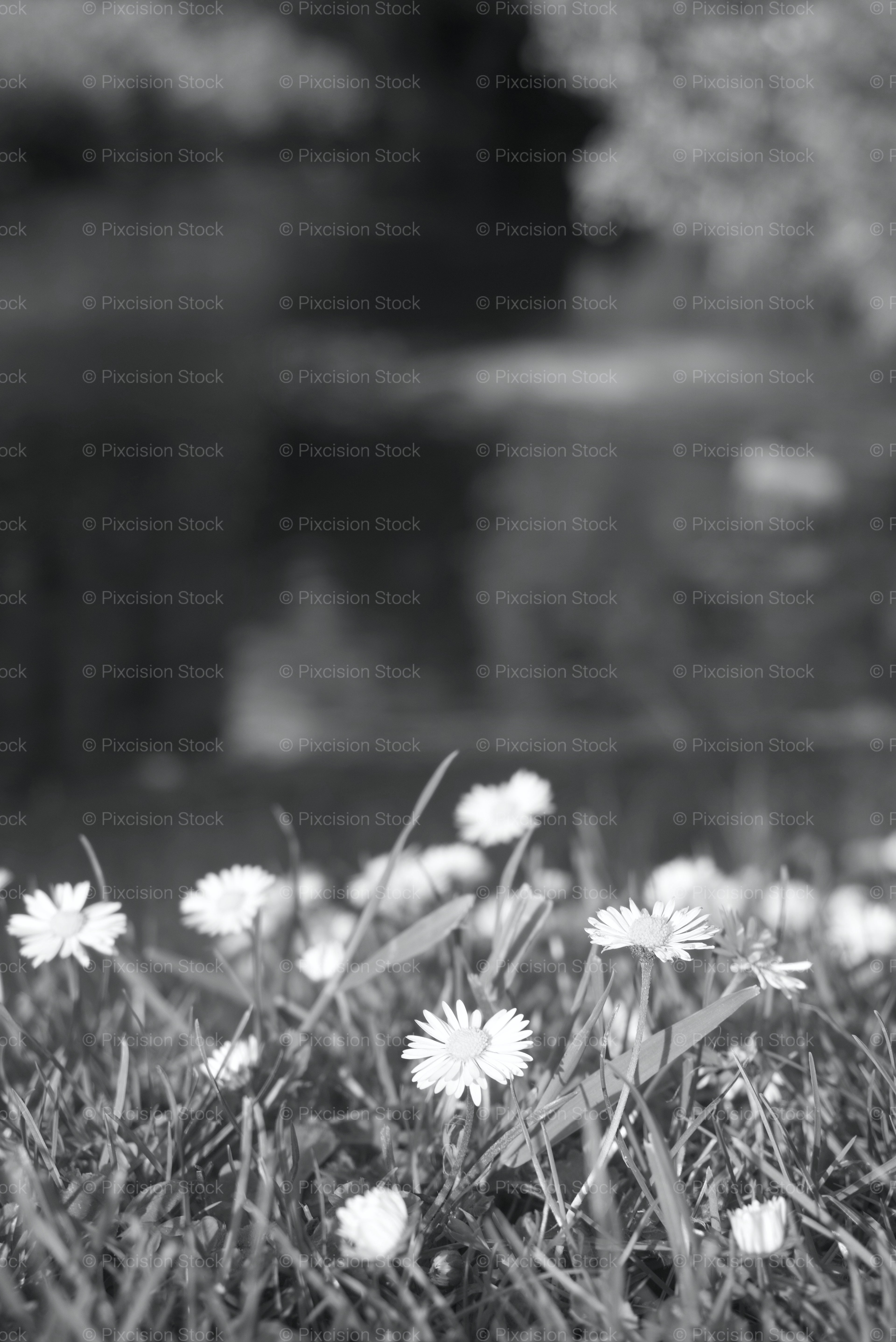 Close-Up View of Small Flowers Blooming Along a Riverbank