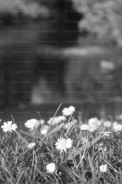Close-Up View of Small Flowers Blooming Along a Riverbank