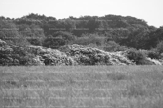 Grassy Meadow Bordered by Dense Woodland Trees (Monochrome) - Stock Video