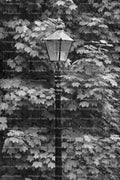 Vintage Lamppost Surrounded by Lush Foliage and Leaves (Monochrome)