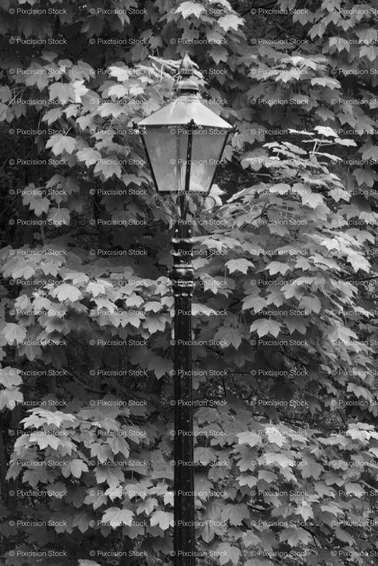 Vintage Lamppost Surrounded by Lush Foliage and Leaves (Monochrome) - Stock Video