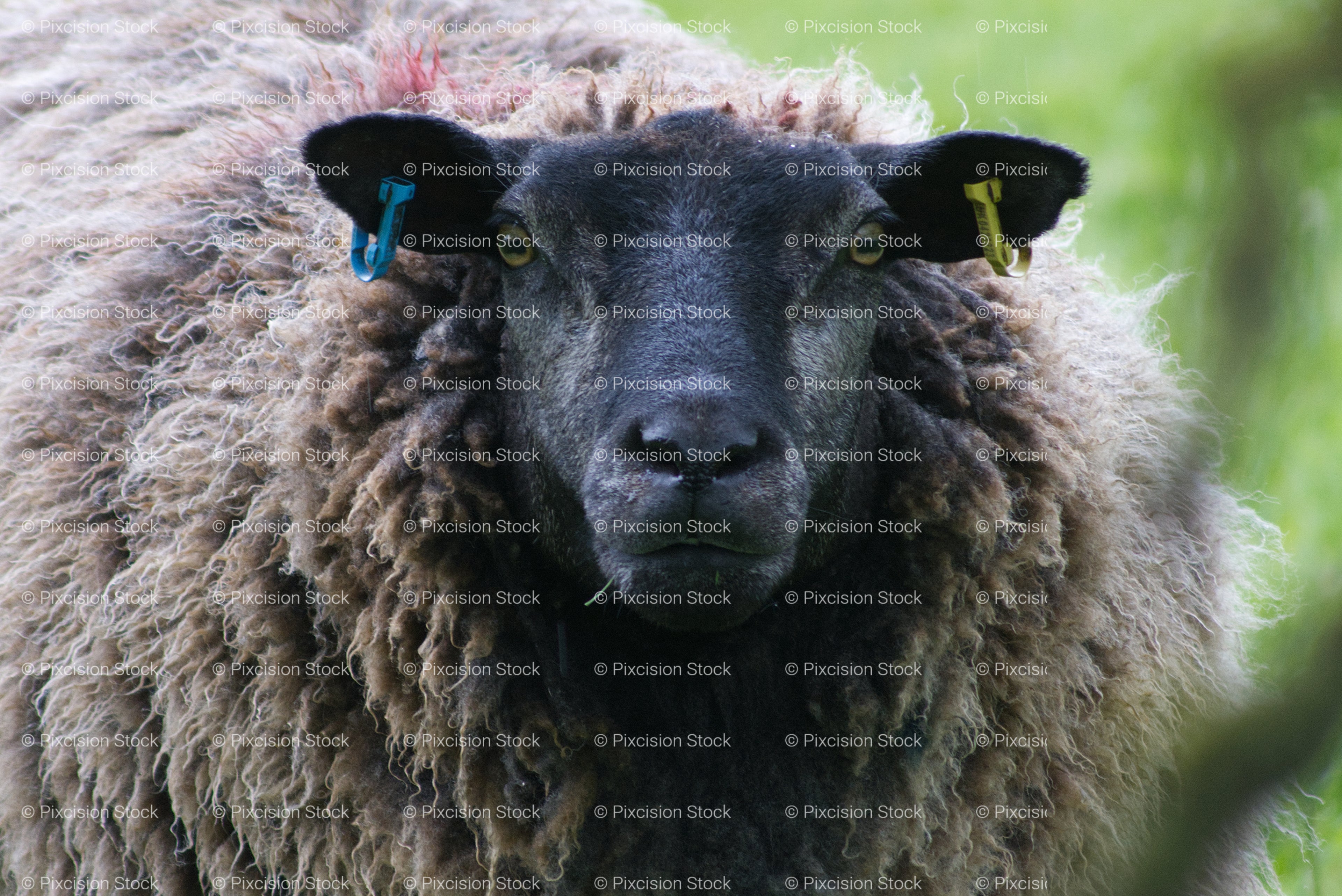 Black Sheep Close-Up Portrait - Stock Video