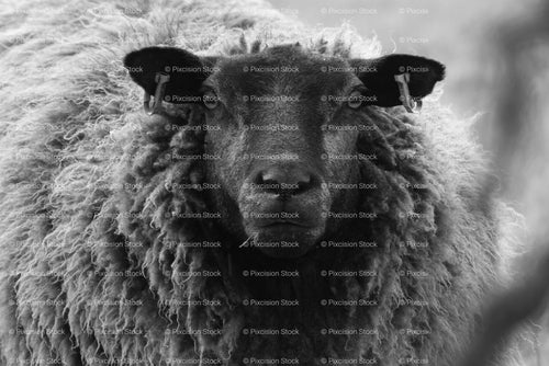 Black Sheep Close-Up Portrait