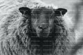 Black Sheep Close-Up Portrait (Monochrome)