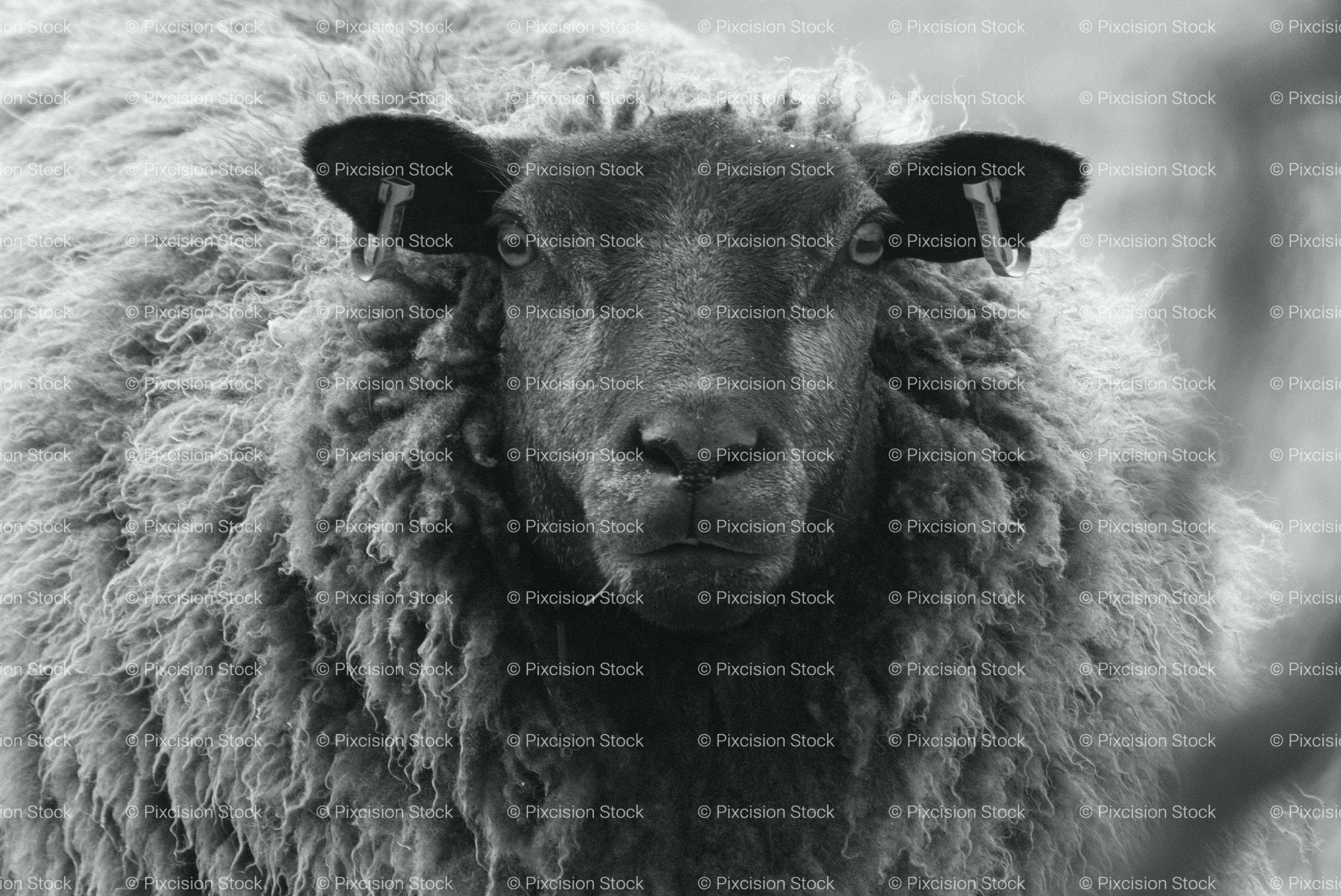 Black Sheep Close-Up Portrait (Monochrome)