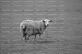 Solitary Sheep Standing in an Open Pasture (Monochrome)