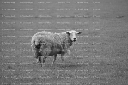Solitary Sheep Standing in an Open Pasture (Monochrome) - Stock Video