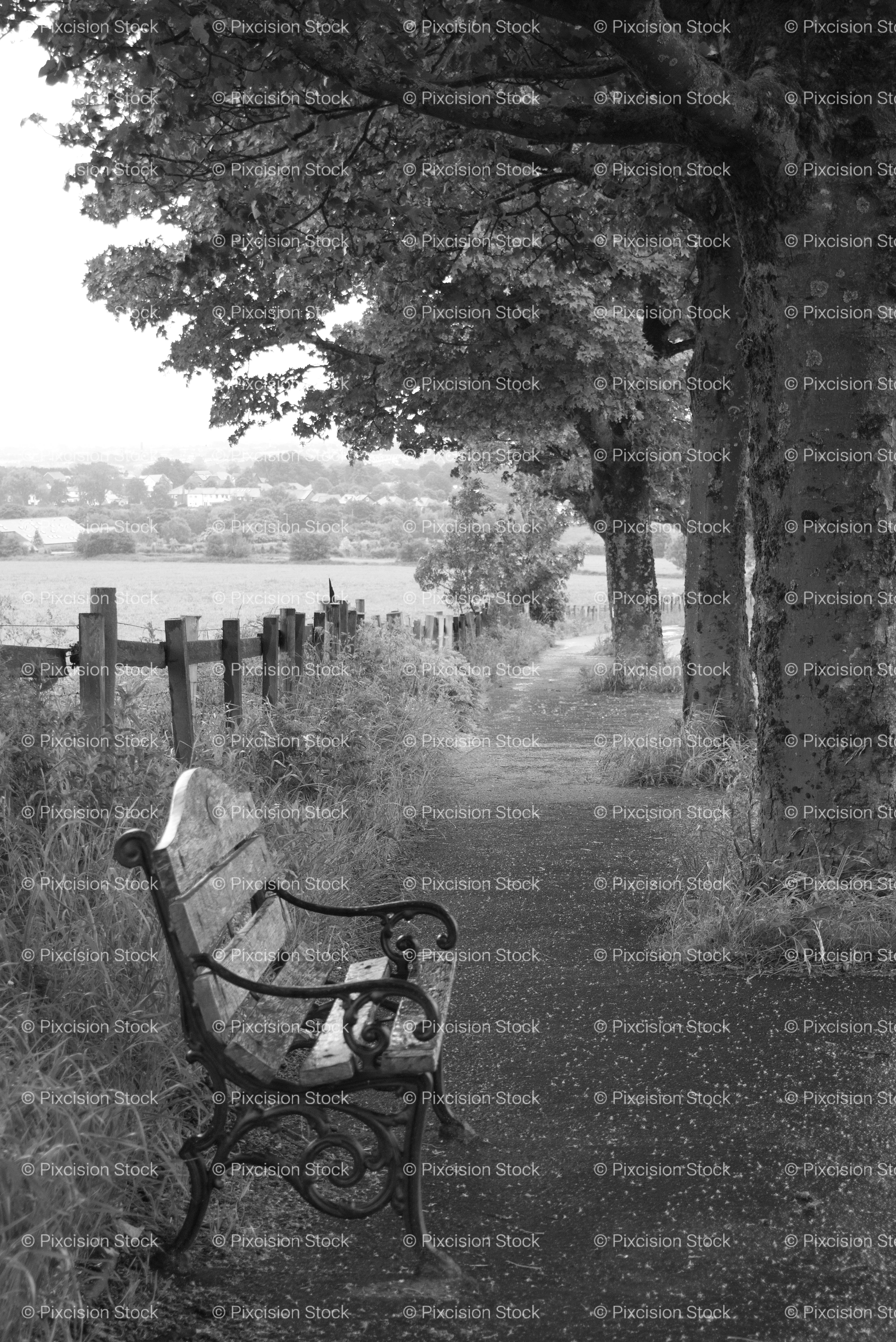 Side Profile of an Empty Bench Under a Row of Trees (Monochrome)
