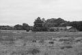 Rural Meadow Landscape with Distant Trees and Farm Buildings (Monochrome)