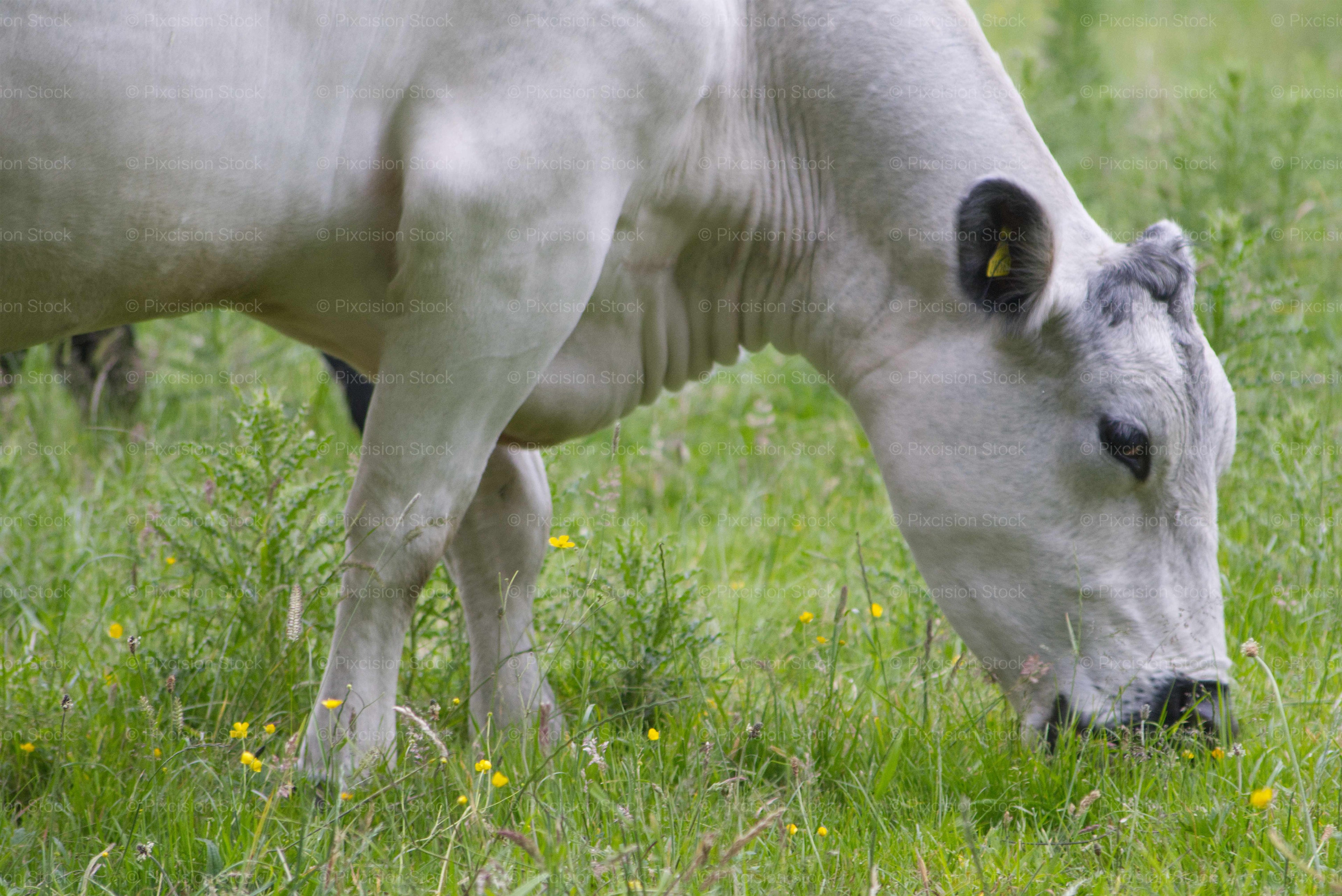 White Cattle Grazing in a Green Pasture Meadow