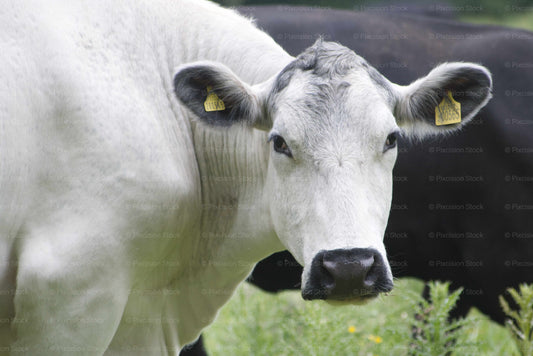 White cow with a black face and ears, standing in a grassy field.