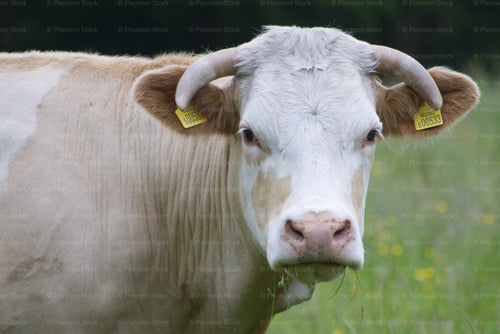 Cow with large horns and yellow tags in ears standing in a grassy field.