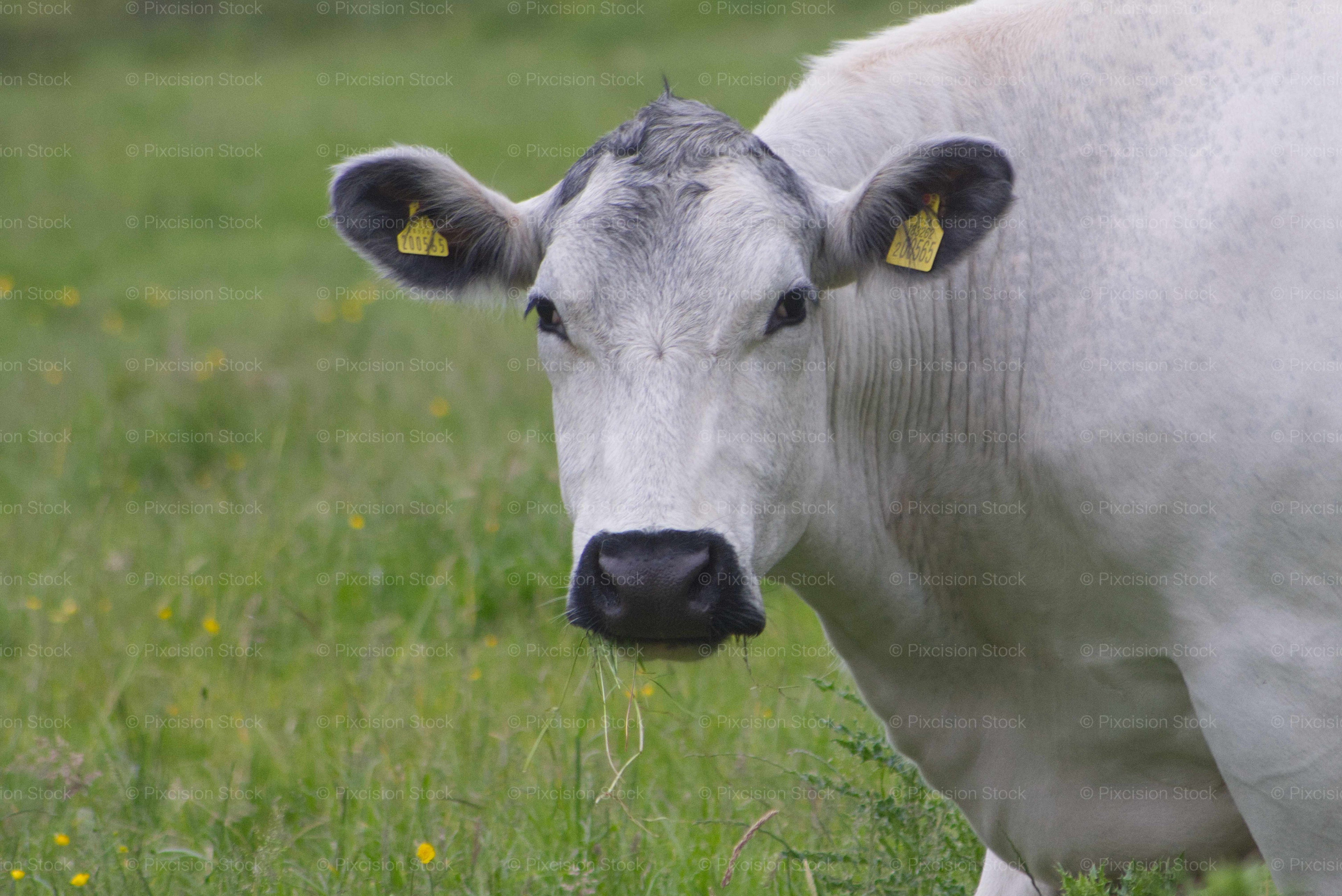 Charolais Beef Cow Portrait | White Cattle in Wildflower Meadow