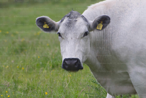 Cow with yellow tags in its ears standing in a grassy field.