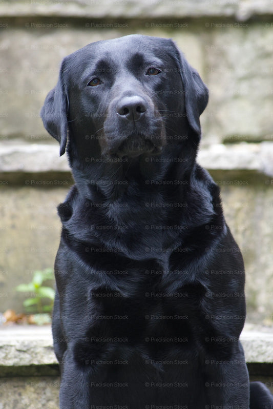 Black dog sitting on stone steps with a neutral expression