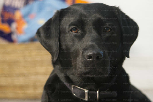 Black dog wearing a collar with a blurred background