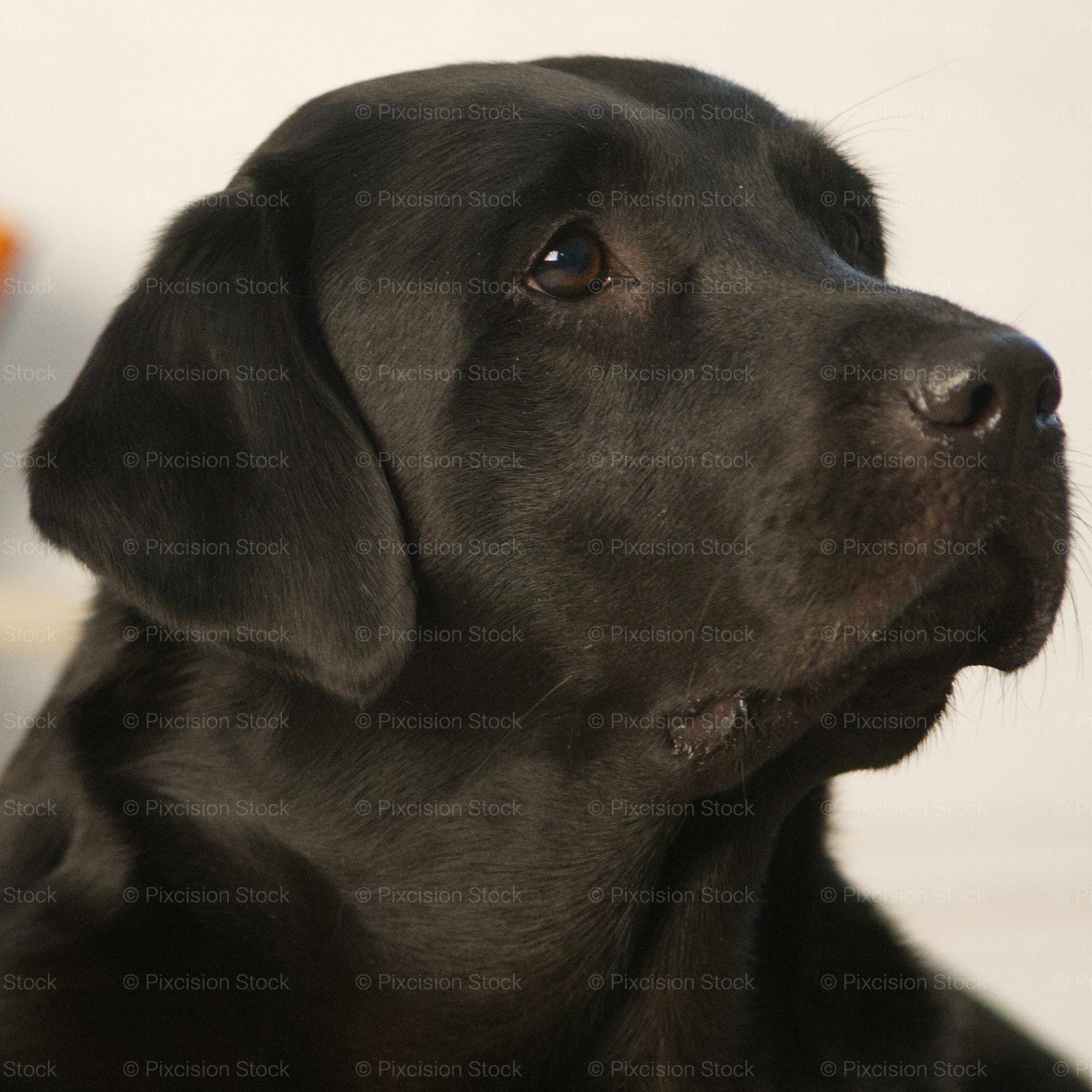 Black dog with a blurred colorful background