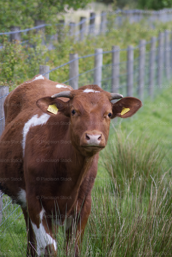 Alert Cow Watching from Within Tall Pasture Grass - Stock Video