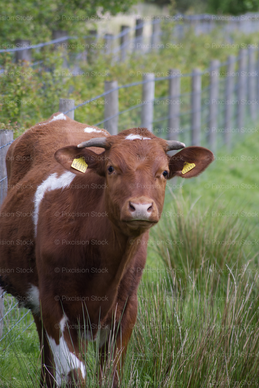 Alert Cow Watching from Within Tall Pasture Grass