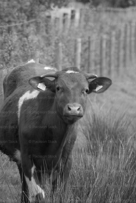 Alert Cow Watching from Within Tall Pasture Grass