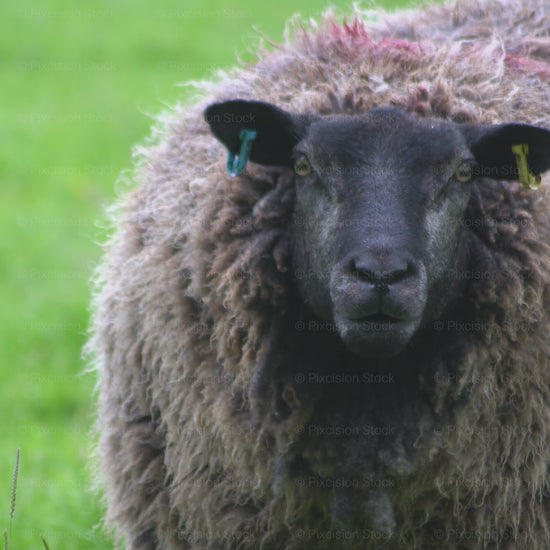 Close-up video of a domestic sheep grazing in a green pasture on an overcast day in Lancashire, by Pixcision Stock.