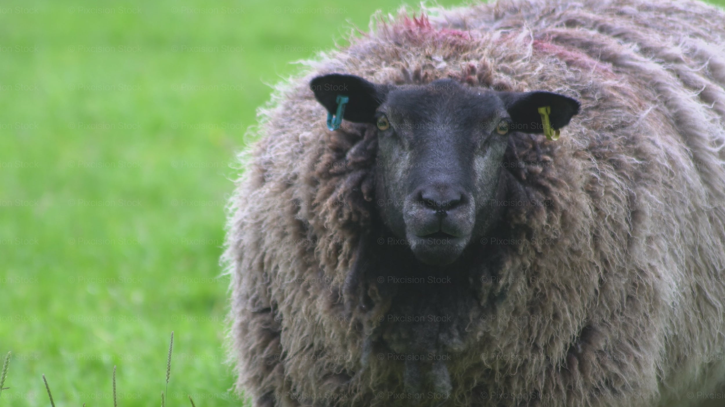 Close-up video of a domestic sheep grazing in a green pasture on an overcast day in Lancashire, by Pixcision Stock.