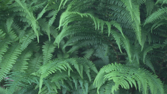 A steady video of a dense cluster of vibrant green fern fronds filling the frame.
