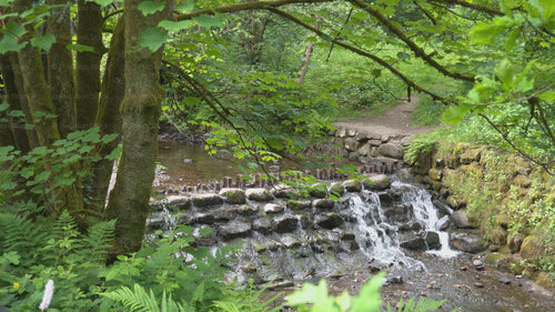 Cascading Forest River Waterfall