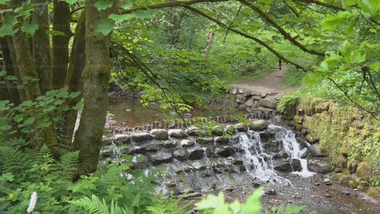 Cascading Forest River Waterfall