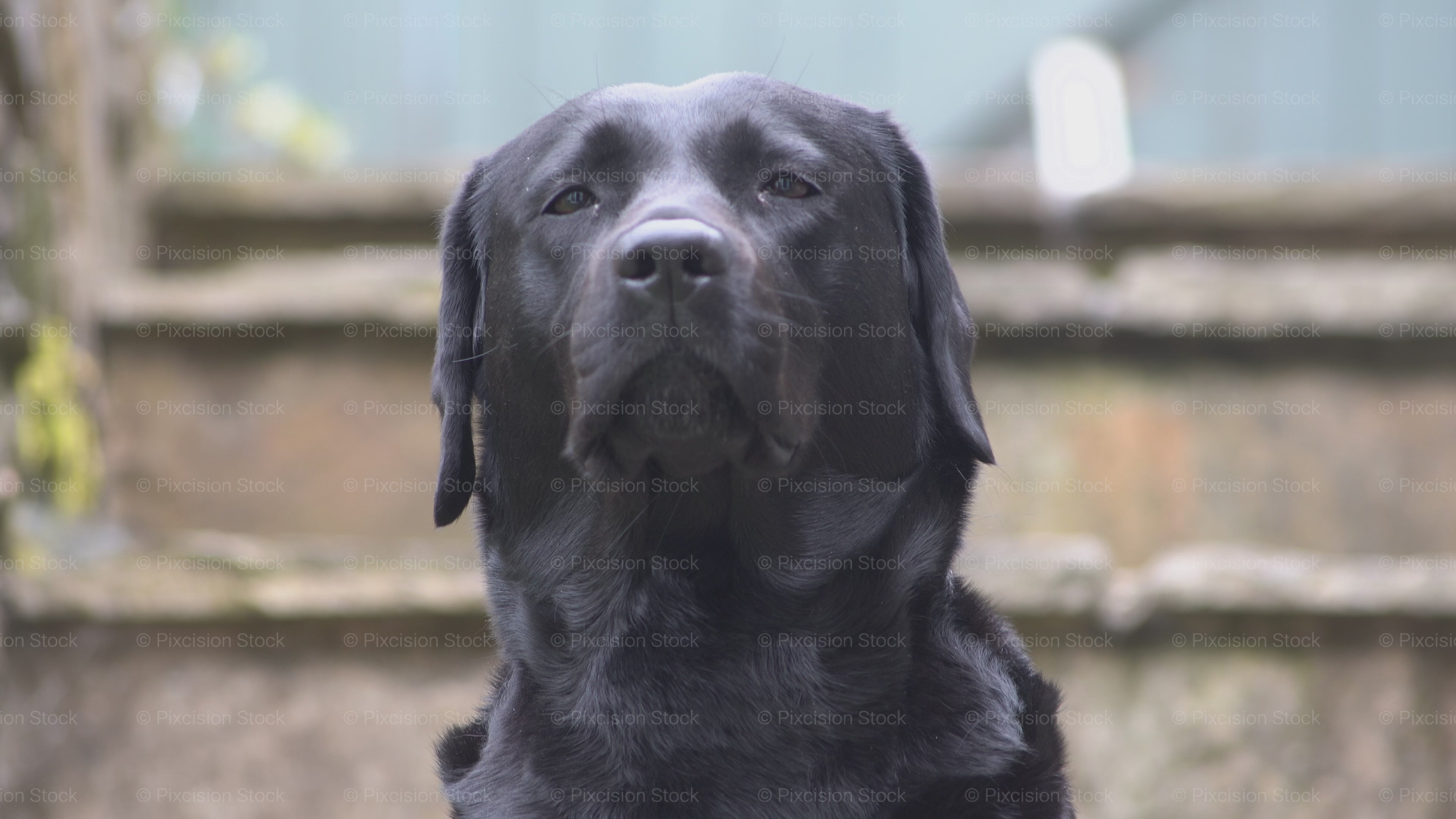 Majestic Black Lab Looking Attentive (4K UHD 2160p)